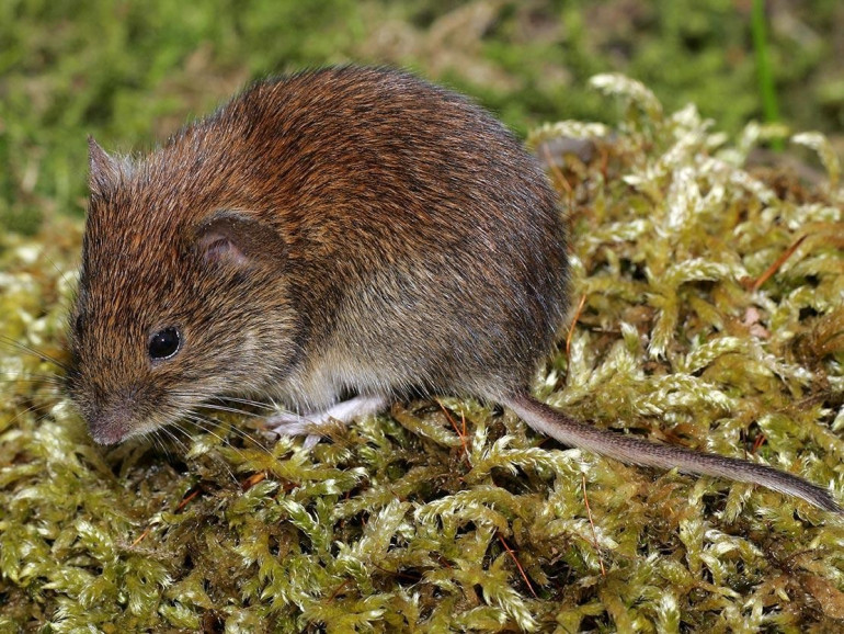 Bank voles in Ukraine’s Chernobyl region developing cataracts