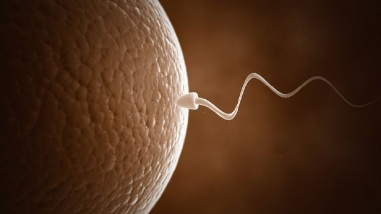 Lab-grown sperm makes healthy offspring