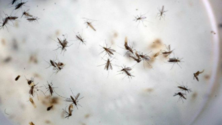 Study reveals Zika link to paralysis syndrome