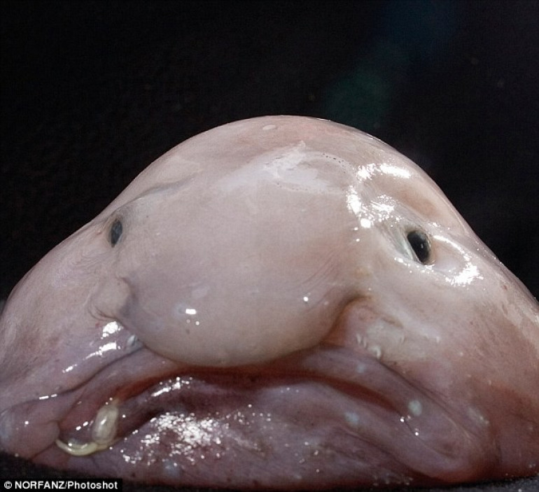 Animals too ugly for love: Hideous creatures are being overlooked by scientists and this is putting them at risk of extinction