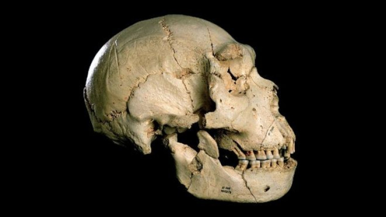 Ancient DNA identifies 'early Neanderthals'