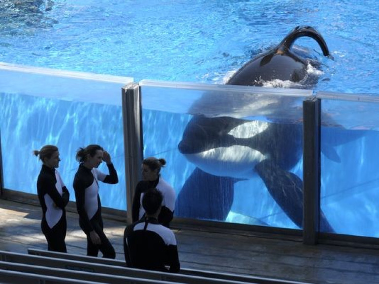 SeaWorld-ը հայտարարել է, որ կետադելֆինների ներկայիս սերունդը վերջինը կլինի իր կենտրոններում