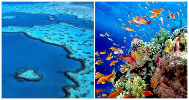 Great Barrier Reef: aerial survey reveals extent of coral bleaching in Australia