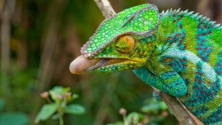 Chameleon's tongue gives up secrets
