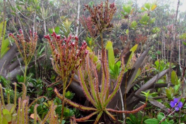 Kew report makes new tally for number of world's plants