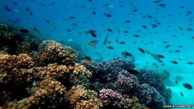 Dying coral reefs ‘dull fish senses’