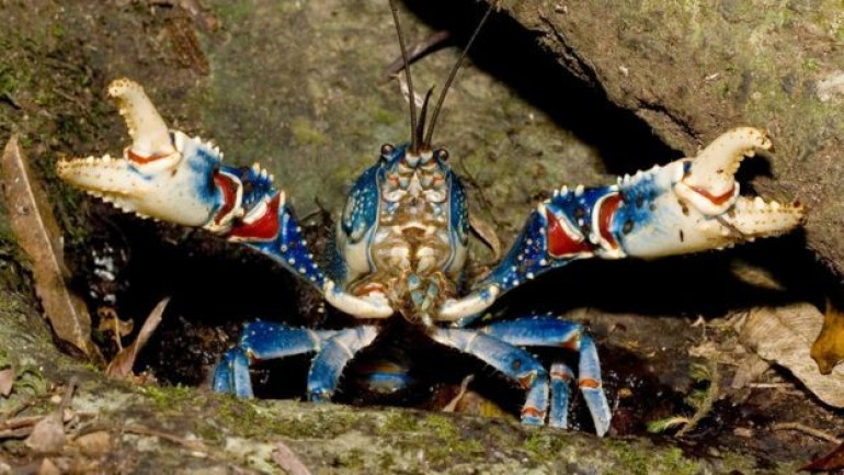 Ancient crayfish and worms may die out together