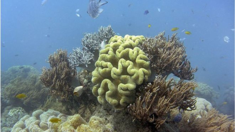 Australia removed from UN world heritage climate report