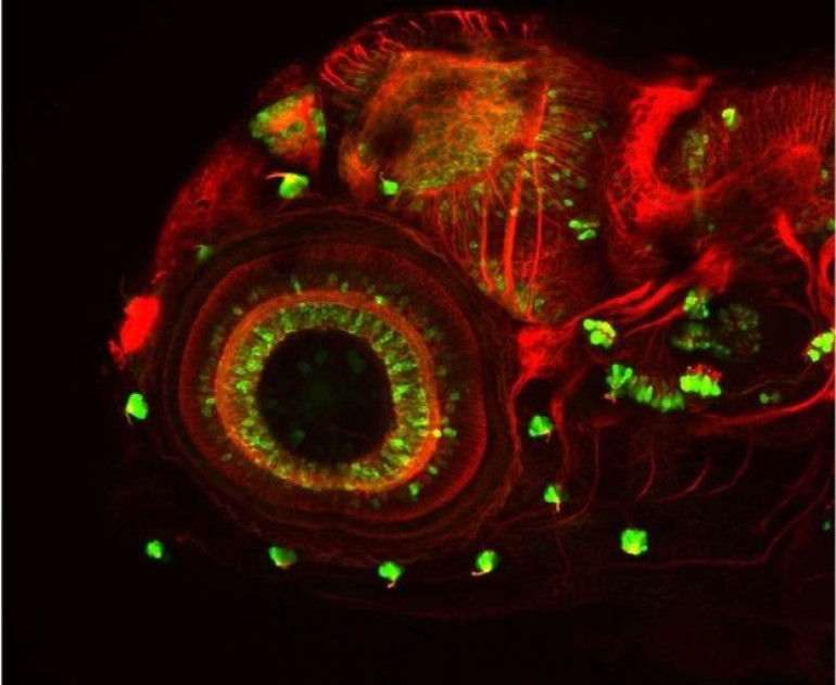 DNA 'tape recorder' to trace cell history