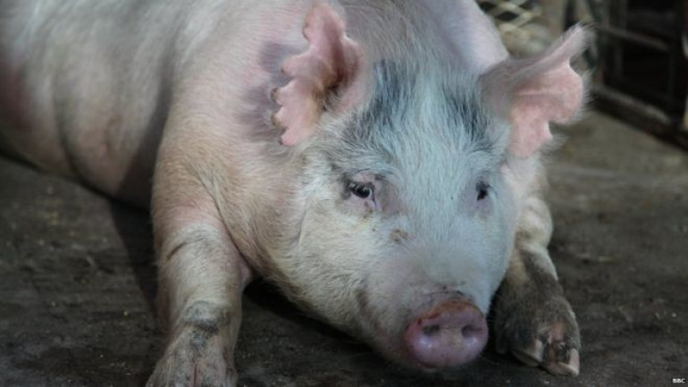 Human stem cells grown in pigs
