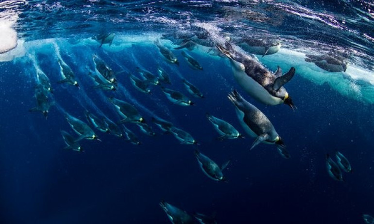 Russia dragging heels on creation of Antarctic conservation zone