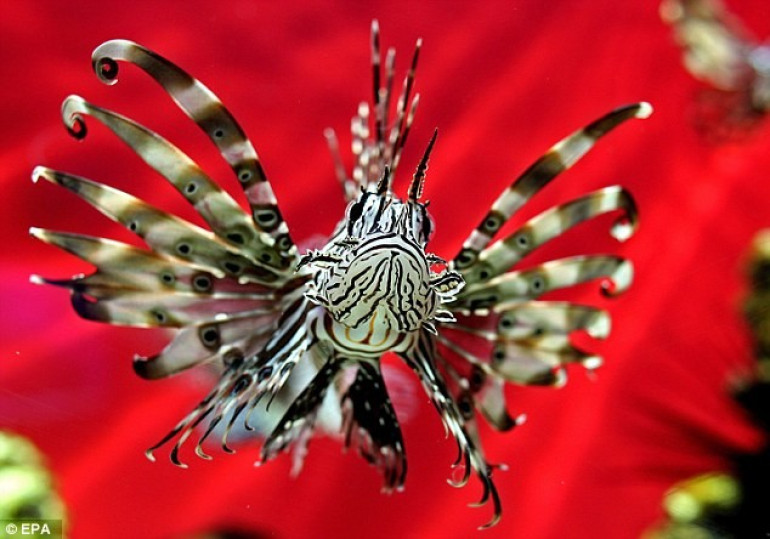 Tropical ‘Devil Firefish’ found in Mediterranean

 