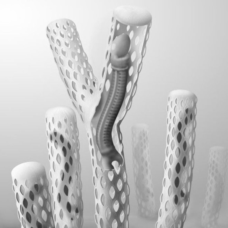 Sea worm fossil gives clues to 'common ancestor'