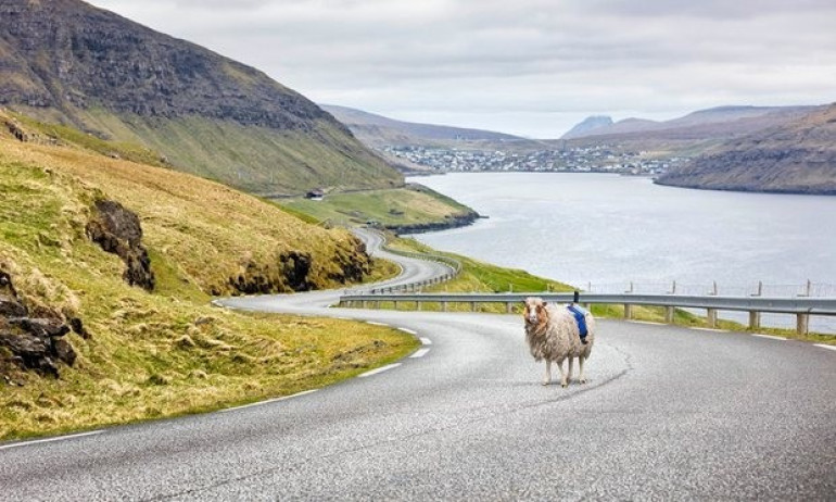 Google Street View-ի «մրցակիցը»՝ Sheep View 360. Ֆարոյան կղզիներում ոչխարներին տեսախցիկներ են ամրացրել (տեսանյութ)