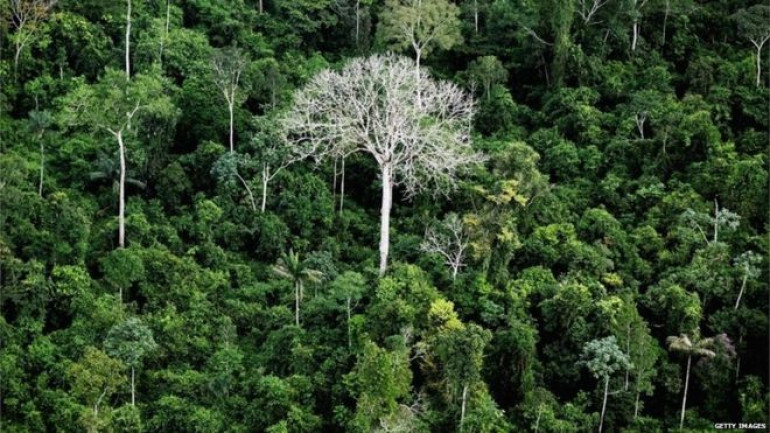 'Three centuries' to catalogue all Amazon tree species