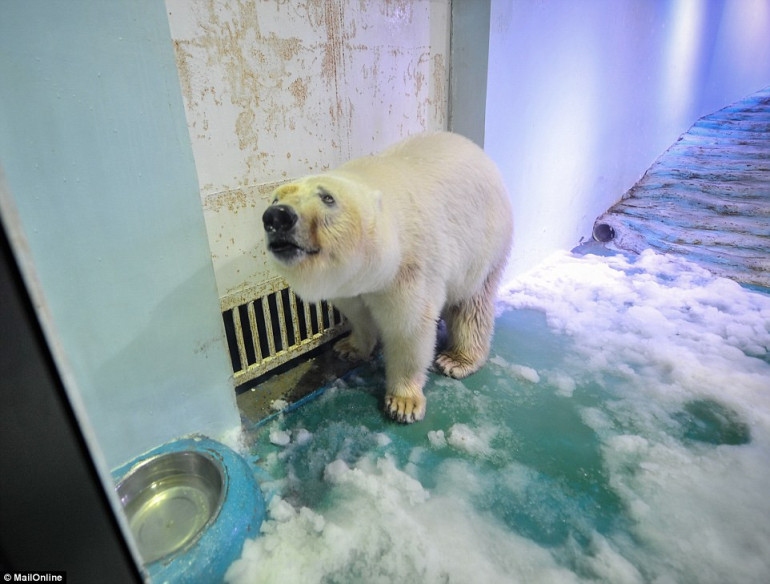 Trapped in a glass prison: 'World's saddest polar bear' bangs against a metal door in a Chinese shopping centre as gawping tourists take selfies