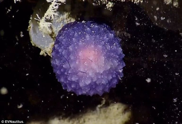 Has new form of life been discovered at bottom of ocean? Mysterious glowing purple orb has scientists and internet stumped
