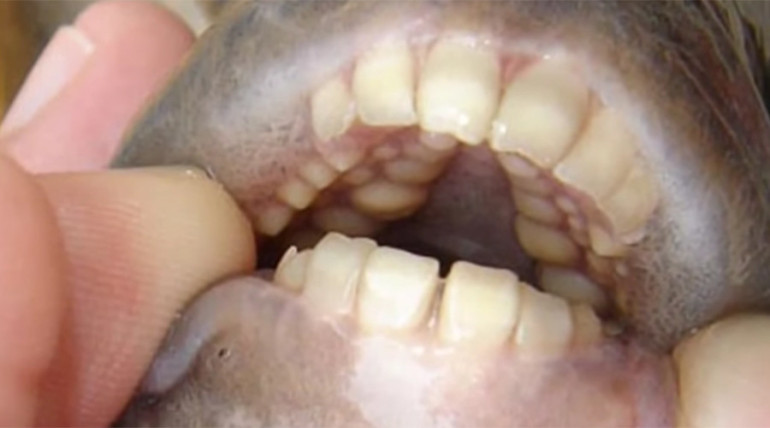 ‘Genitalia-eating’ fish with human teeth pulled from Michigan lakes 