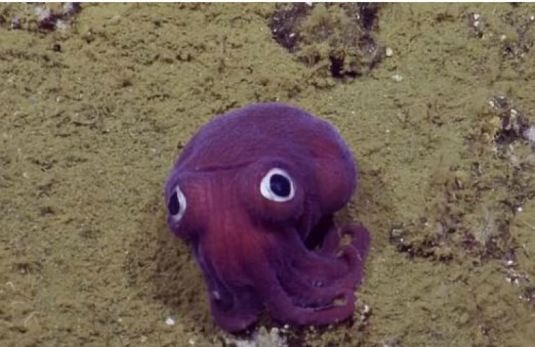 Researchers spot bizarre 'googly-eyed' stubby squid 900 feet down on the sea floor off California