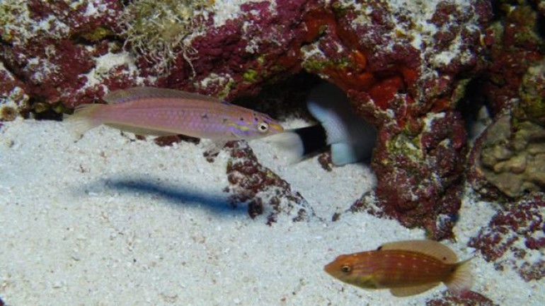 World's largest marine reserve created off Hawaii