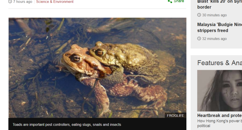 Toads’ number falls by two thirds in 30 years