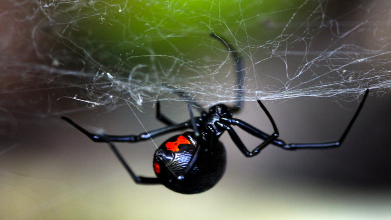 Virus stole poison genes from black widow spider