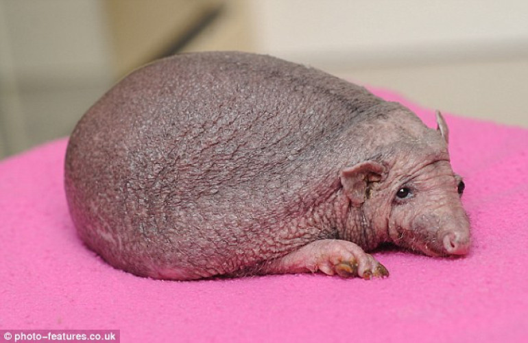 Hedgehog with no prickles: Baby with no spines has to have regular massages to keep him warm 