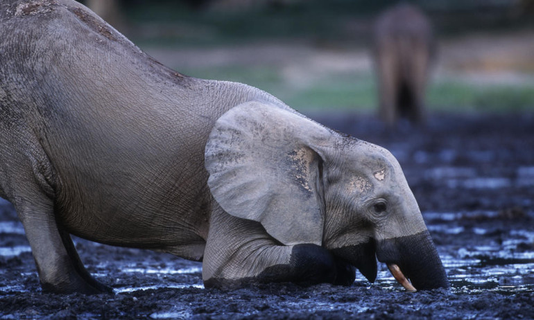 Climate changing "too fast" for species