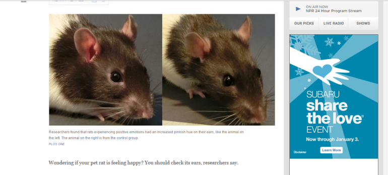 Scientists have determined what a happy rat looks like