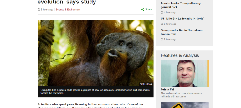 Orangutan squeaks reveal language evolution, study finds