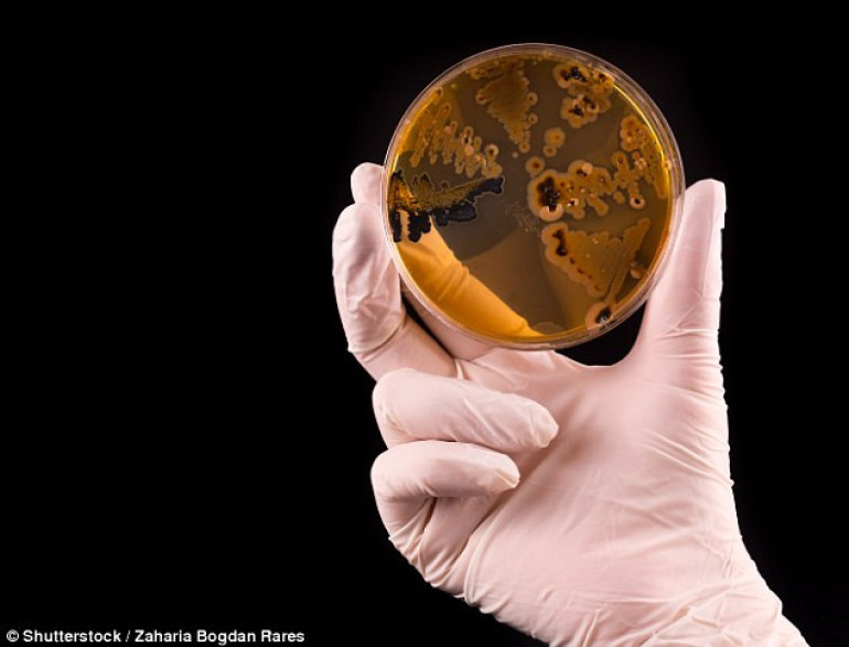 Salmonella 'can kill cancer', scientists find