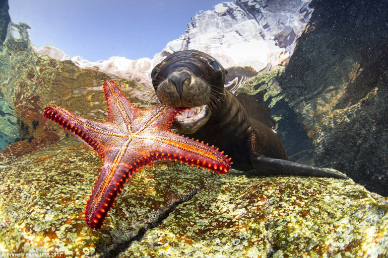 Pictures that really did make splash: The mesmerising winners of the Underwater Photographer of the Year awards revealed Pictures that really did make splash: The mesmerising winners of the Underwater Photographer of the Year awards revealed