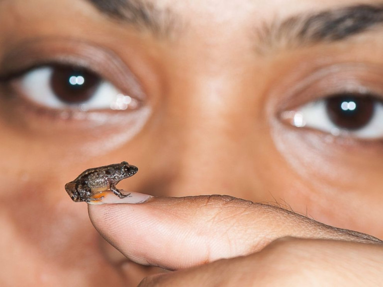 Meet the frog that can sit on a thumbnail