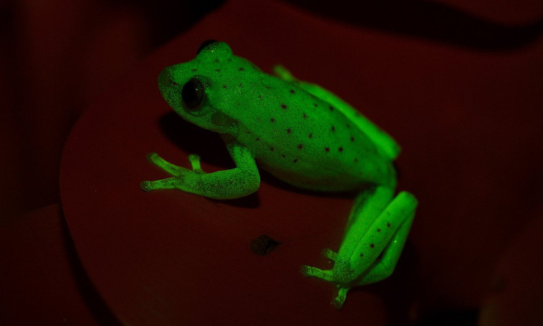 World's first fluorescent frog discovered in South America
