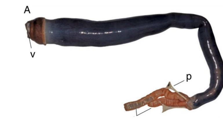 Live, long and black giant shipworm found in Philippines