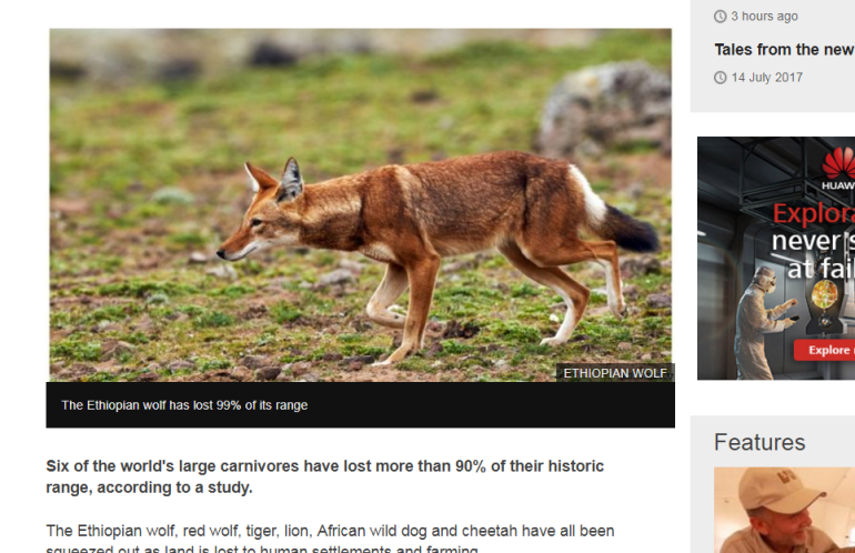 World's large carnivores being pushed off map