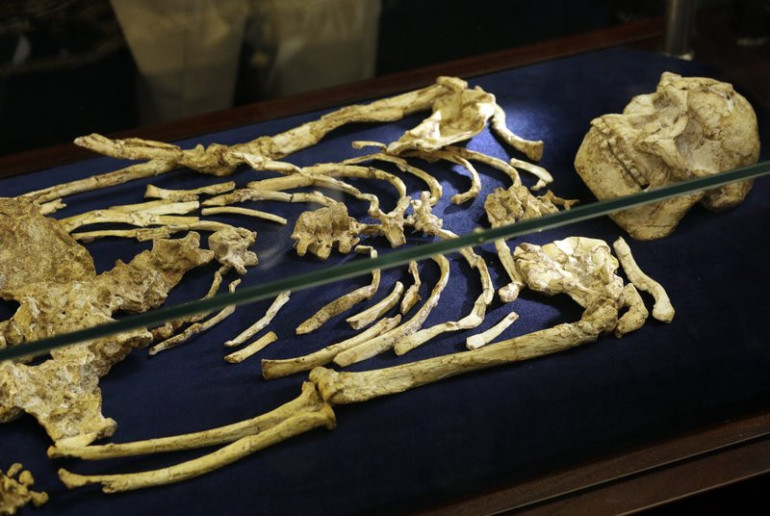 Աֆրիկայում ցուցադրվել է 3.6 մլն տարվա պատմություն ունեցող մարդու «ամենաամբողջական կմախքը»