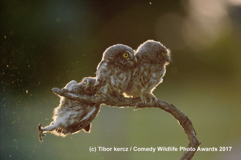 Comedy Wildlife Photography Awards-ն ընտրել է 2017-ի վայրի բնության լավագույն կադրերը (լուսանկարներ)