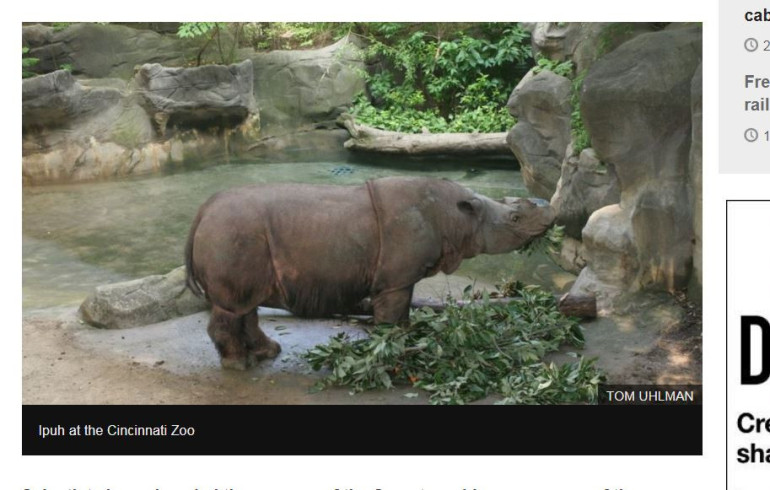 Sumatran rhino 'hanging on by thread'