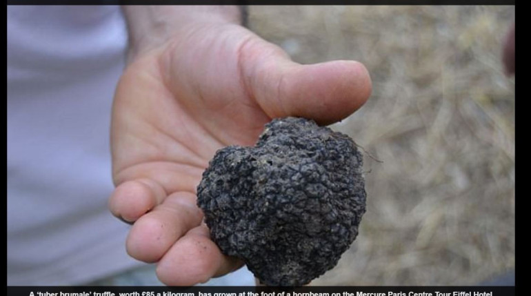 ‘Growing truffles’ found on roof of Paris hotel