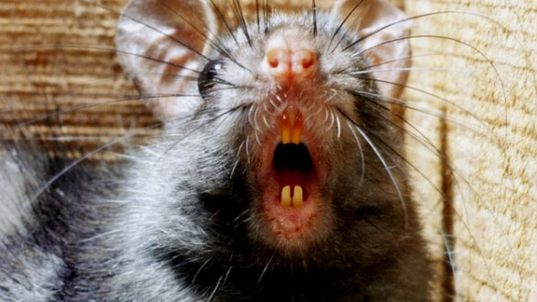 Human factor behind Black Death pandemic, study reveals