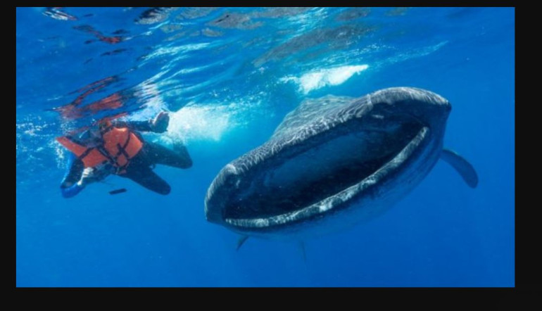 Microplatics serious threat to ocean giants