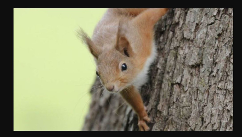 Red squirrel numbers boosted by predator