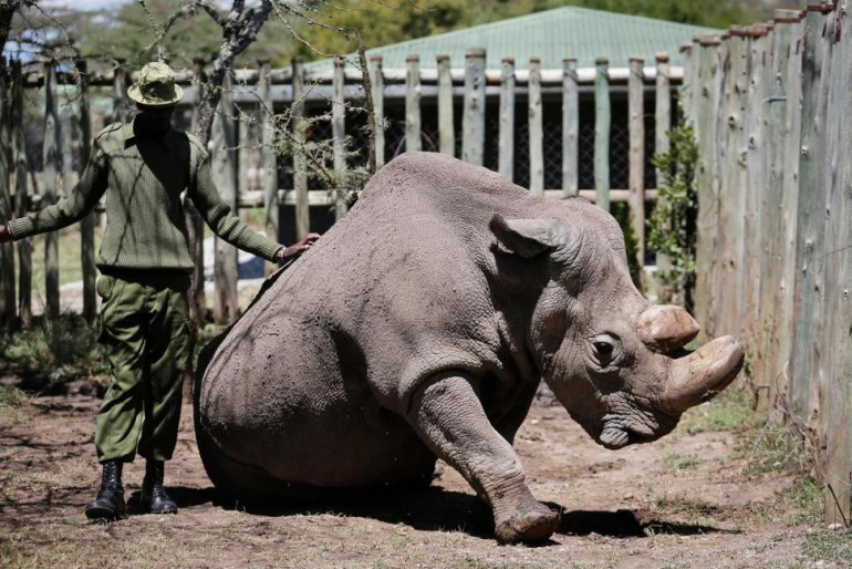 World's last male northern white rhino dies