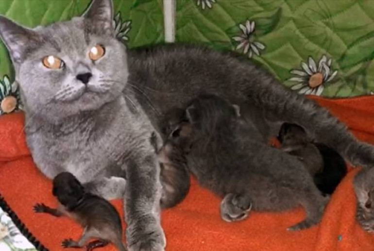 «Նա հավատարմության երդում էր պահանջում». ՀԴԲ նախկին ղեկավարը Թրամփին մաֆիայի պարագլխի հետ է համեմատել