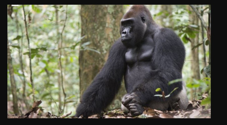 'Guns, germs and trees' determine gorilla's fate, study finds