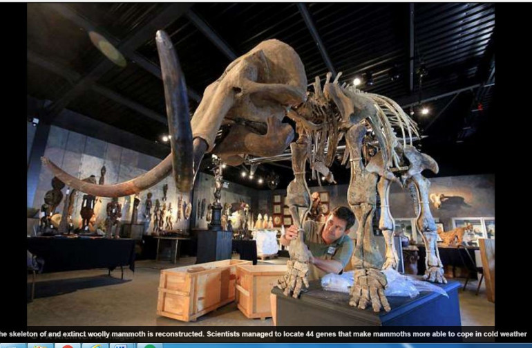 Scientists are on the brink of creating elephant-mammoth hybrid