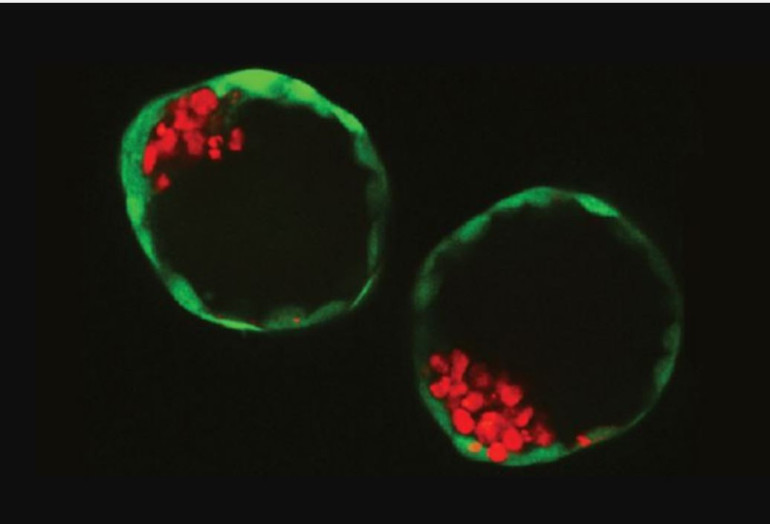 Scientists build 'synthetic embryos'
