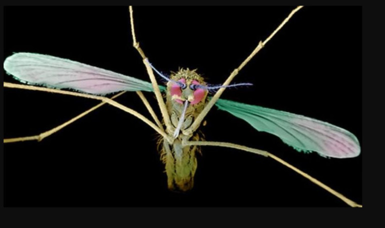Study into malaria genetics shows how disease became deadly