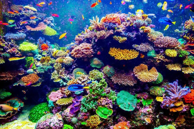 World's largest coral reef park to be created off UAE coast